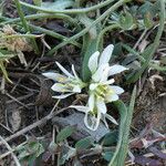 Allium chamaemoly Fleur