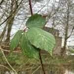 Rubus questieri Blad