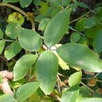 Sambucus nigra Blatt