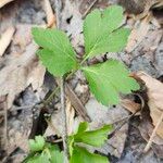 Sanicula canadensis Hoja