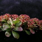 Spiraea arcuata Облик