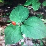 Trillium undulatum Fruit