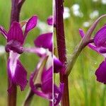 Anacamptis laxiflora 花