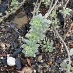 Alyssum montanum Frunză