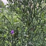 Symphyotrichum laeve Leaf