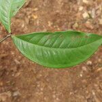 Tetraberlinia bifoliolata Blatt