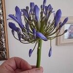 Agapanthus africanus花