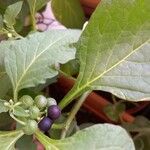 Solanum americanum Ffrwyth