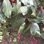 Fuchsia triphylla Leaf