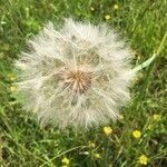 Tragopogon dubius Fruit