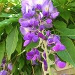 Bolusanthus speciosus Flower