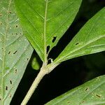 Bertiera bracteosa Leaf