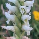 Spiranthes romanzoffiana