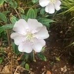 Eulobus californicus Flower