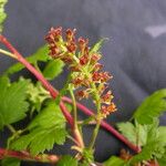 Ribes glaciale Elinympäristö