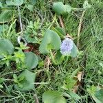 Pontederia rotundifolia Агульны выгляд