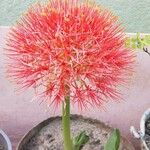 Scadoxus multiflorusBlüte