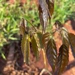 Handroanthus heptaphyllus Folha