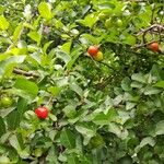 Malpighia glabraFruit