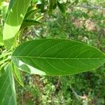 Annona squamosa List
