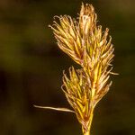 Carex leporina Plod