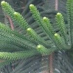 Araucaria biramulata Leaf