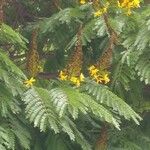 Caesalpinia pluviosa Leaf