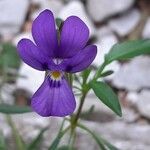 Viola dubyana Floare