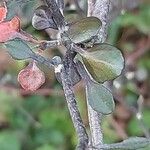 Corokia cotoneaster পাতা