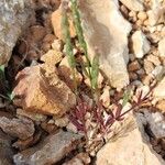 Crucianella latifolia Folla