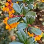 Berberis darwinii Blad