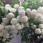 Viburnum macrocephalum പുഷ്പം