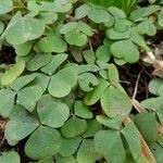 Oxalis corniculataBlad