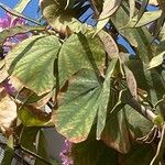 Bauhinia purpurea Blad