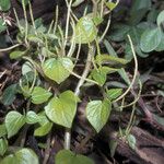 Peperomia pellucida Агульны выгляд