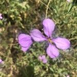 Moricandia suffruticosa Flower