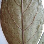 Casearia ulmifolia