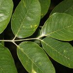 Bursera simaruba Leaf