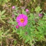 Symphyotrichum novae-angliaeFlower