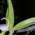 Prosthechea chacaoensis Other