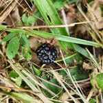 Rubus trivialis Fruit