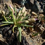 Lewisia rediviva Natur