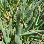 Carpobrotus chilensis Hoja