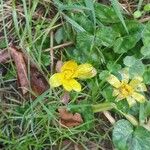 Ranunculus ficariaBlüte