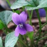 Viola odorata Blomst