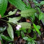 Psychotria oblonga