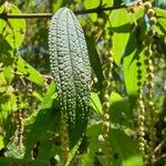 Boehmeria penduliflora Fruto