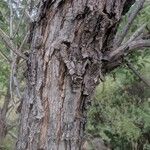 Salix amygdaloides Bark