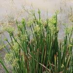 Cyperus prolifer Leaf