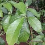 Psychotria carthagenensis Blad